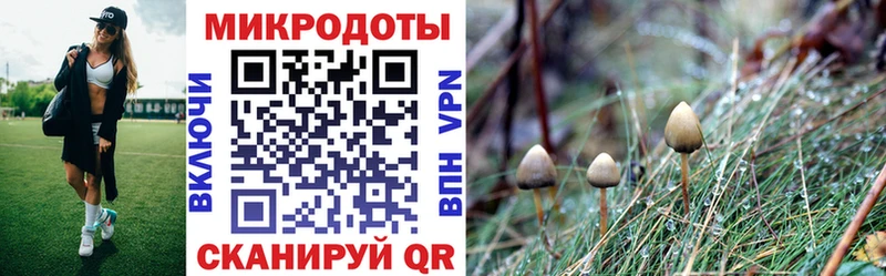 Галлюциногенные грибы Psilocybe купить наркотики сайты Большой Камень